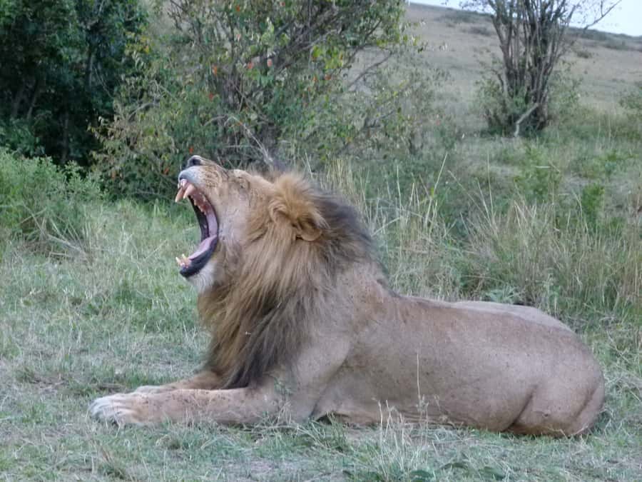 Nairobi National Park Full or Half-Day Tour with Guide - What you might see inside Nairobi National Park