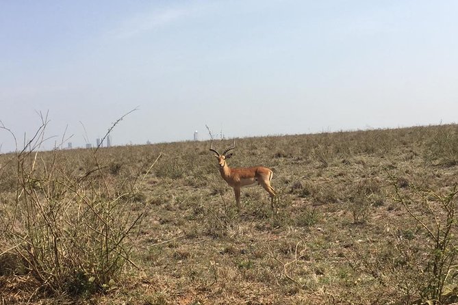 Nairobi National Park game drive. Free Airport pick / drop off. - Airport pickup makes this a useful stopover safari