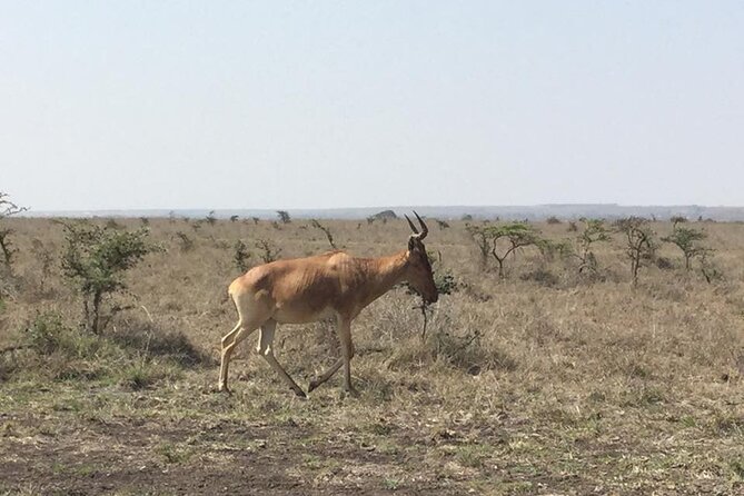 Nairobi National Park game drive. Free Airport pick / drop off. - Morning or afternoon: choosing the better departure