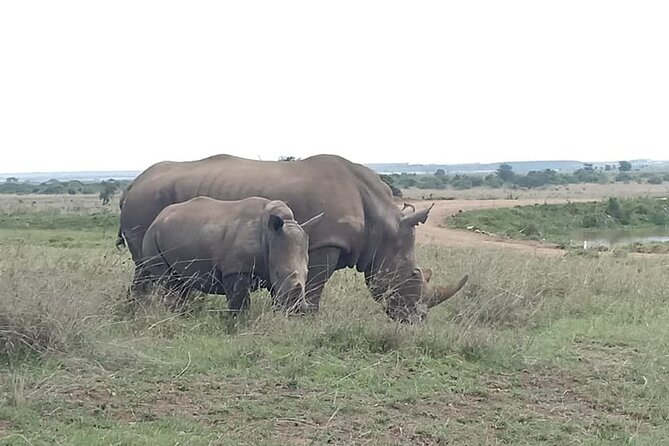 Nairobi National Park game drive. Free Airport pick / drop off. - What the reviews reveal about service