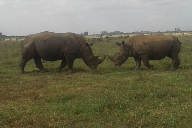 Nairobi National Park game drive. Free Airport pick / drop off. - Why the driver-guide matters more than the vehicle