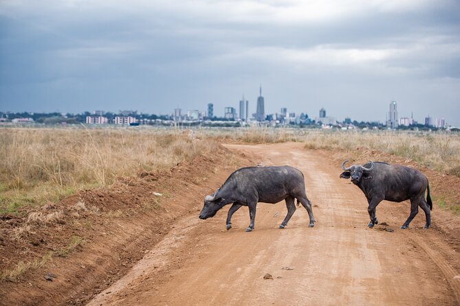 Nairobi National Park Game Drive - Shared Experience in Open Jeep - Choosing sunrise, afternoon, or sunset