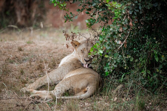 Nairobi National Park Game Drive - Shared Experience in Open Jeep - Booking, weather, and cancellation points