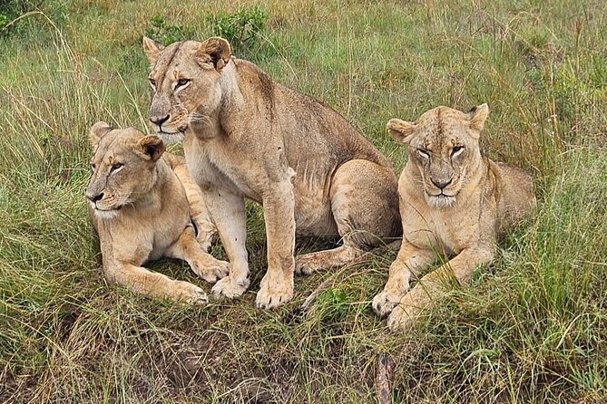 Nairobi National Park Game Drive With Free Pick Up Group Joining - Why Nairobi National Park is such a practical safari