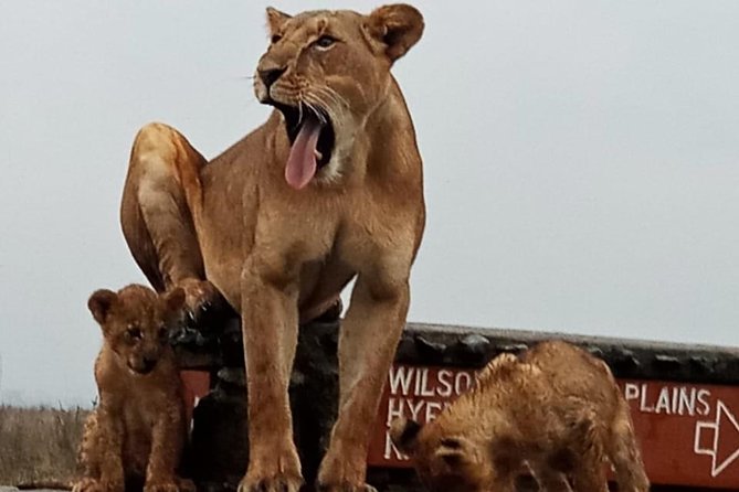 Nairobi National Park Game Drive With Free Pick Up Group Joining - What the $46 price really covers