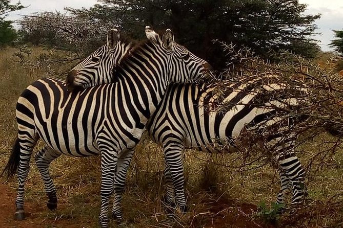 Nairobi National Park Game Drive With Free Pick Up Group Joining - Simple ways to prepare for the morning