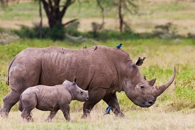 Nairobi National Park Game Drive With Free Pick Up Group Joining - Four hours among Nairobi’s lions and rhinos