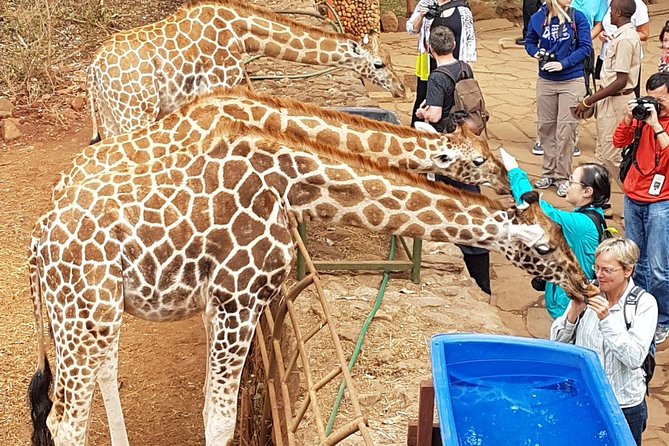Nairobi National Park, Giraffe Center and Elephant Orphanage Day Tour from Nairobi - My booking advice