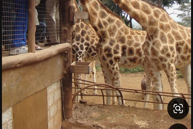 Nairobi National Park Giraffe Center Carnivore Lunch - Why this Nairobi day works so well