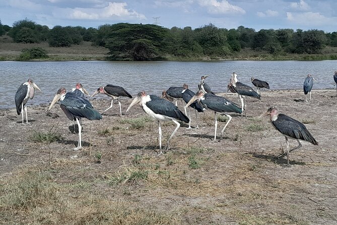 Nairobi National Park Giraffe Center Carnivore Lunch - Who should book this experience