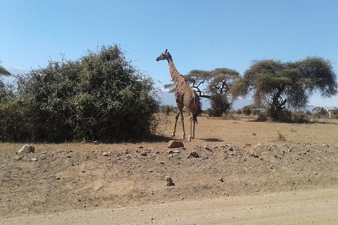 Nairobi National Park, Giraffe Center & Karen Blixen Museum - A six-hour schedule with an early start