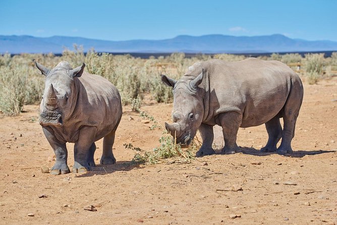 Nairobi National Park, Giraffe Center & Karen Blixen Museum - Who should book this Nairobi outing