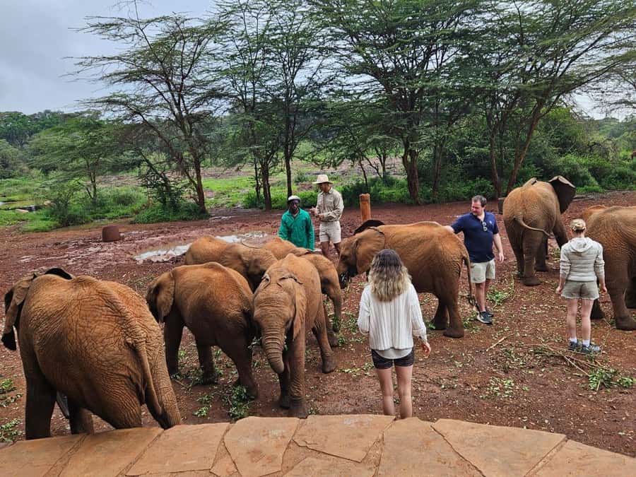 Nairobi National Park,Giraffe Center,Orpanage&Karen Blixxen - Feeding giraffes at the Giraffe Centre