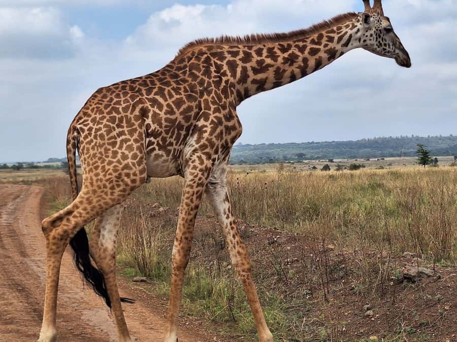 Nairobi National Park,Giraffe Center,Orpanage&Karen Blixxen - Kenyan culture at Bomas of Kenya