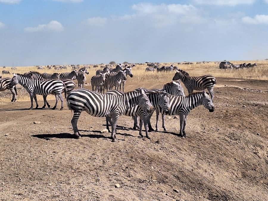 Nairobi National Park,Giraffe Center,Orpanage&Karen Blixxen - What the $80 price really covers