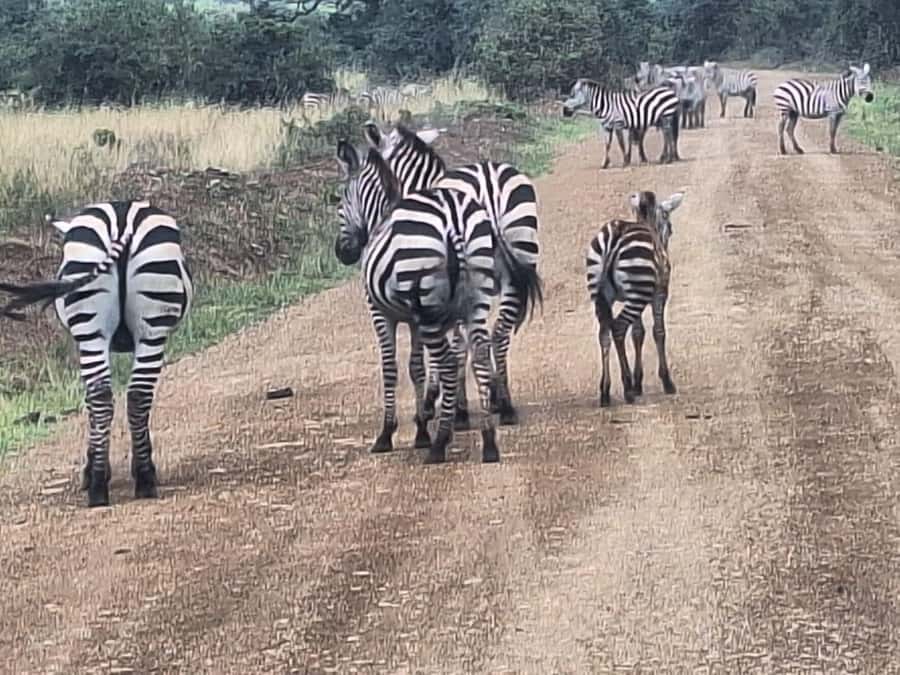 Nairobi National Park,Giraffe Center,Orpanage&Karen Blixxen - FAQ