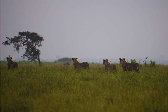 Nairobi National Park,Giraffe Centre, Karen Blixen Museum. - Giraffe Centre: a hands-on conservation stop