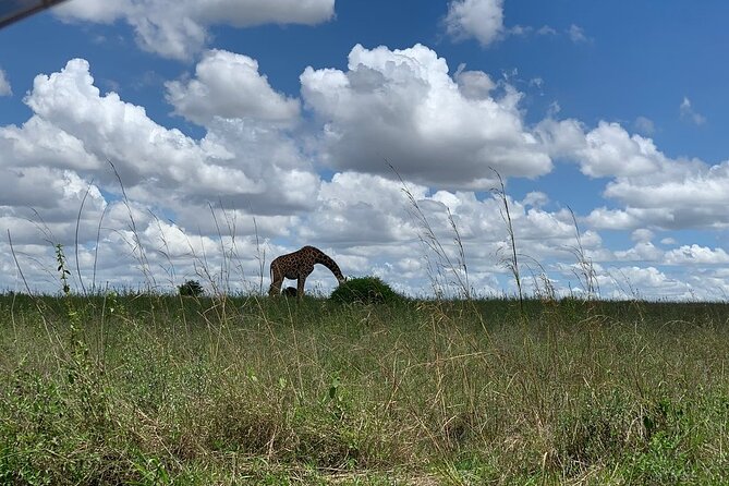 Nairobi National Park,Giraffe Centre, Karen Blixen Museum. - Karen Blixen Museum and the final part of the day
