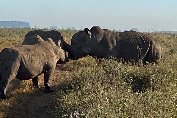 Nairobi National Park,Giraffe Centre, Karen Blixen Museum. - What the $160 group price really means