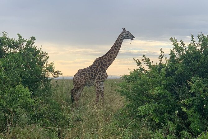 Nairobi National Park,Giraffe Centre, Karen Blixen Museum. - The schedule is efficient, but not relaxed