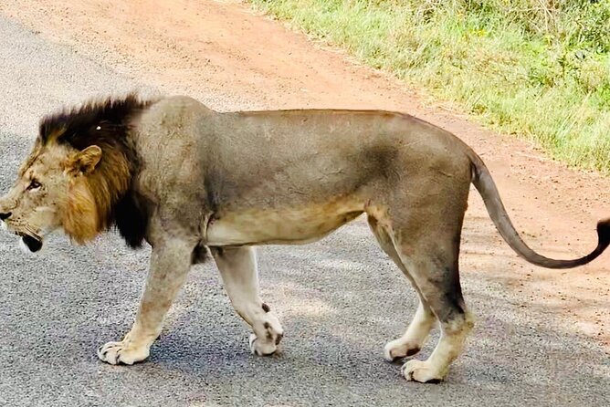 Nairobi National Park,Giraffe Centre, Karen Blixen Museum. - Who should book this Nairobi combination tour?