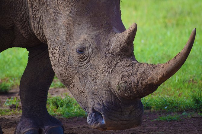 Nairobi National Park,Giraffe Centre, Karen Blixen Museum. - David Sheldrick Wildlife Trust from 11:00 a.m. to noon