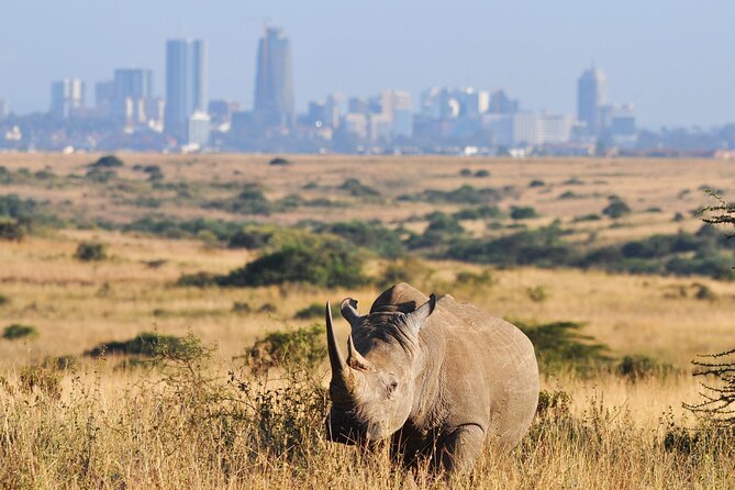 Nairobi National Park Group Shared Tour - A short safari beside Nairobi