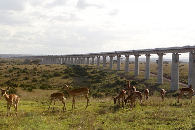 Nairobi National Park Group Shared Tour - Hippos, crocodiles, and a change of scenery