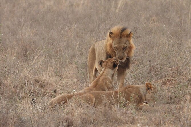 Nairobi National Park Group Shared Tour - What the $44 price really covers