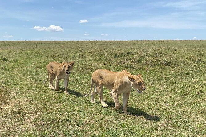 Nairobi National Park Group Shared Tour - Comfort, group size, and the practical tradeoff