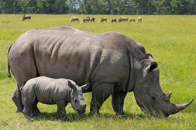 Nairobi National Park Group Shared Tour - Making the most of a short game drive