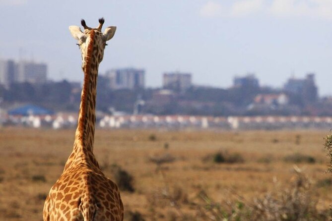 Nairobi National Park Group Shared Tour - Early morning in Nairobi National Park