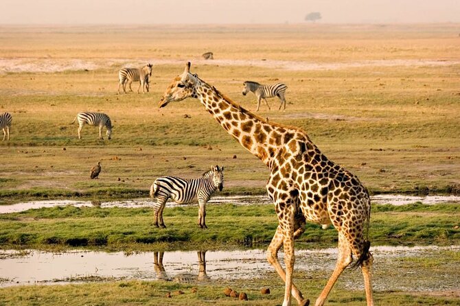 Nairobi National Park Group Tour - Pickup makes the morning easier