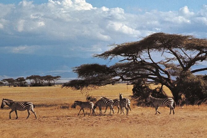 Nairobi National Park Group Tour - The four-hour game drive
