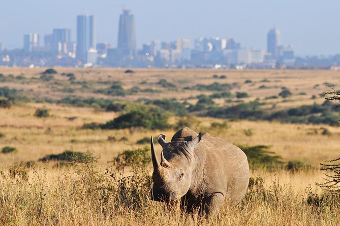 Nairobi National Park Group Tour - Picnic stops and better photo chances