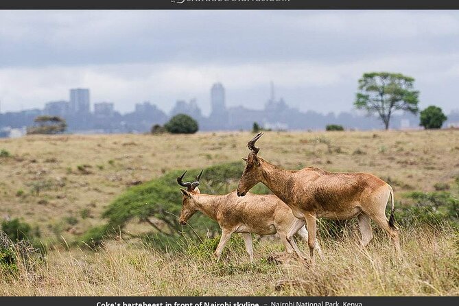 Nairobi National Park Group Tour - The ivory burning site and conservation context