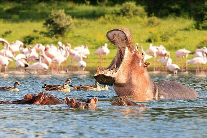 Nairobi National Park Group Tour - What the $40 price really covers