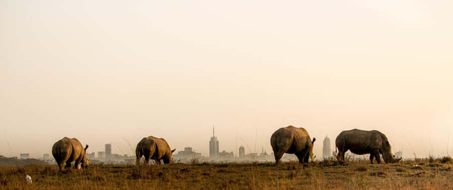 Nairobi National Park Group Tour. - Should you book Nairobi National Park Group Tour?