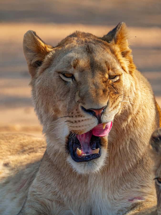 Nairobi: National Park Guided Game Drive - Key points to know before booking