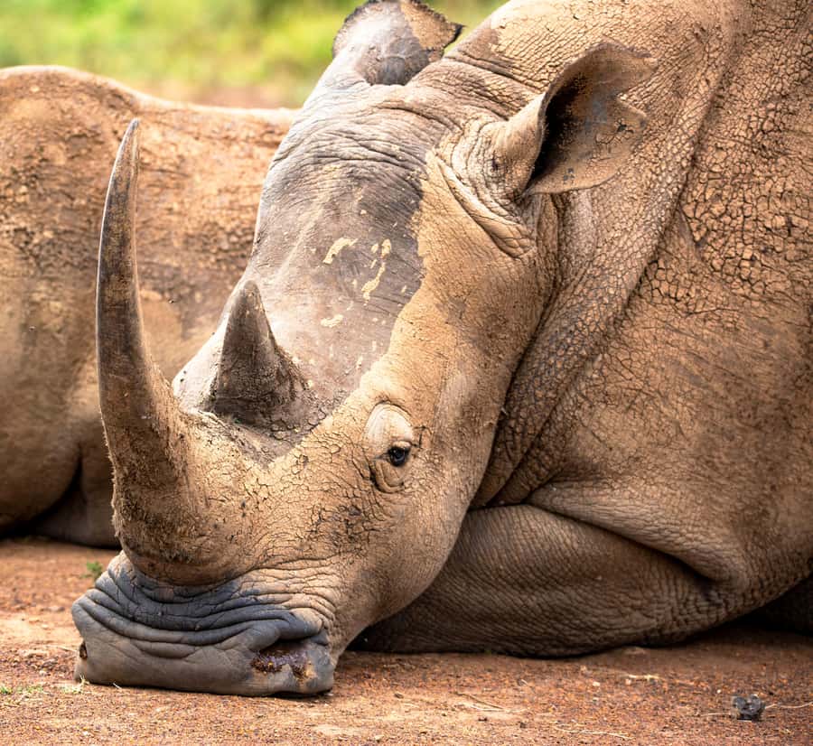 Nairobi: National Park Guided Game Drive - Four to five hours among grasslands and acacia trees