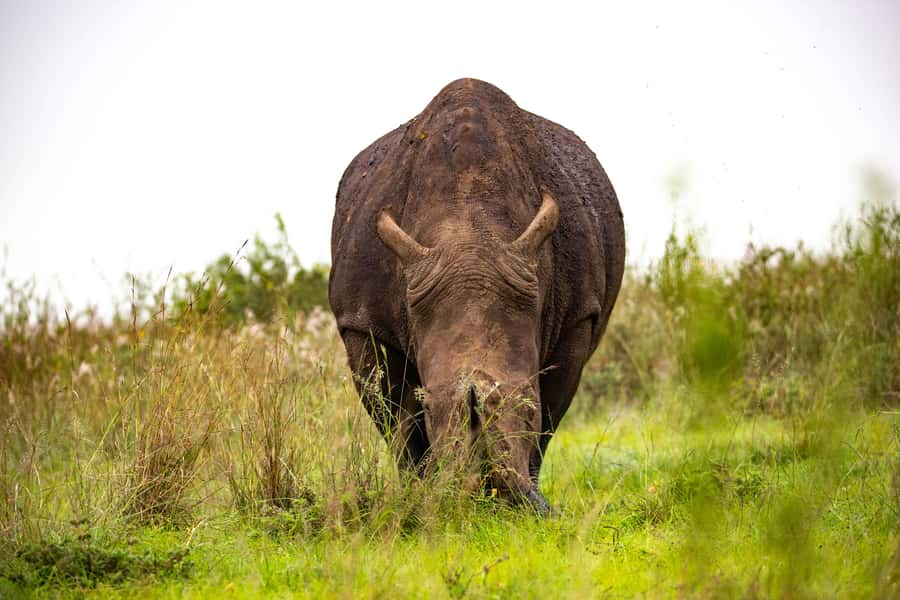 Nairobi: National Park Guided Game Drive - Why a rhino sighting can make the morning