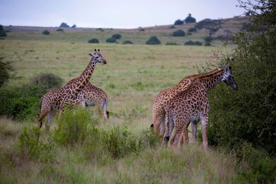 Nairobi: National Park Guided Game Drive - Birdlife that rewards a slower eye