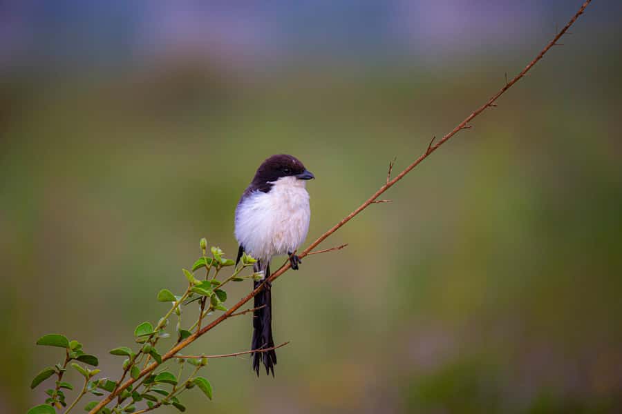 Nairobi: National Park Guided Game Drive - The guides are the strongest part of the experience