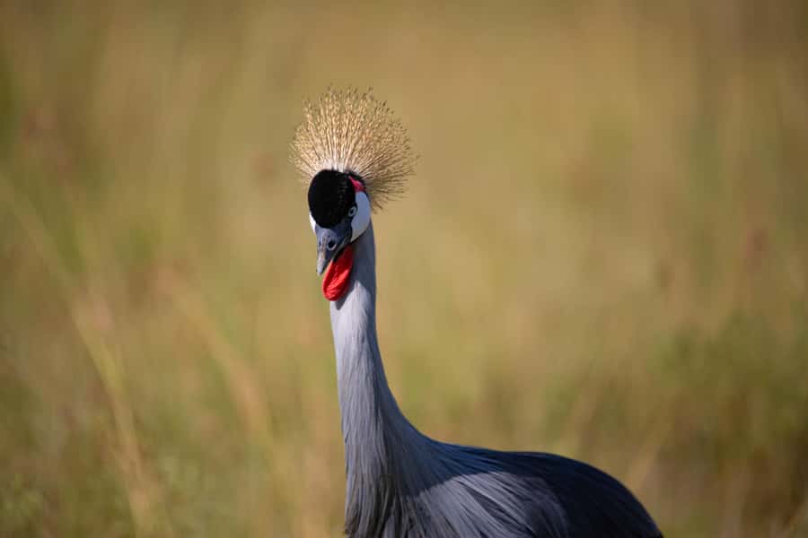Nairobi: National Park Guided Game Drive - What the $45 price really gets you