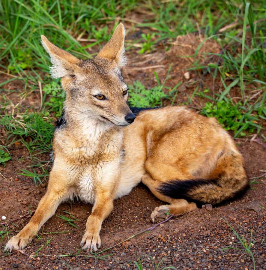 Nairobi: National Park Guided Game Drive - Who should book this Nairobi game drive