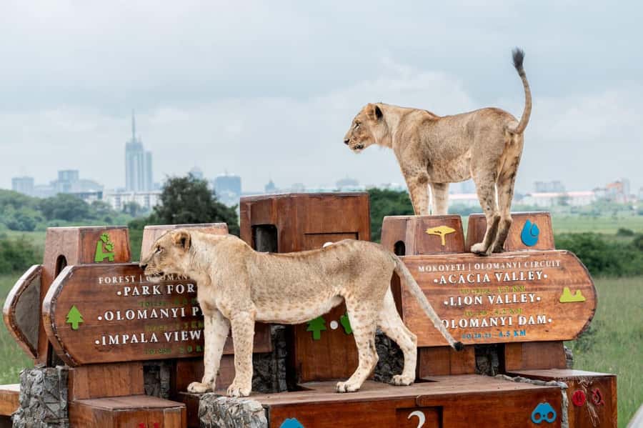 Nairobi: National Park Guided Game Drive For 5 Hours - Nairobi National Park, safari country beside the skyline