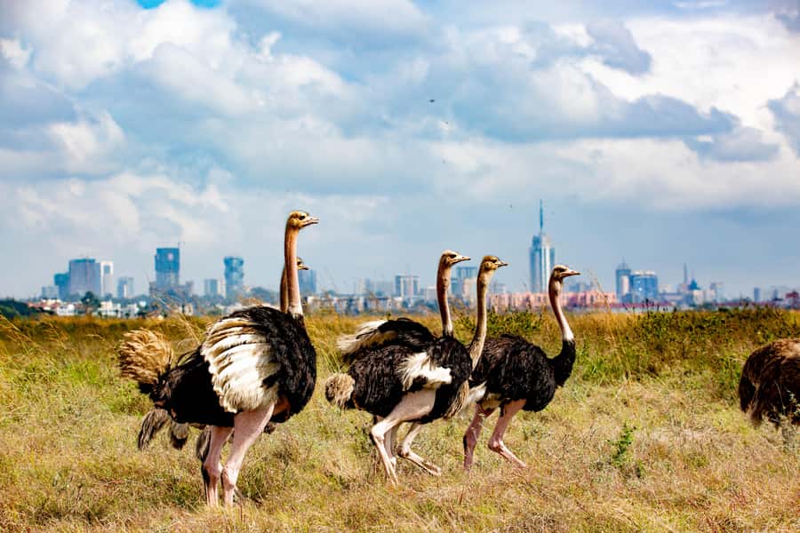 Nairobi: National Park Guided Game Drive For 5 Hours - Lions, rhinos, giraffes, and the sightings that matter