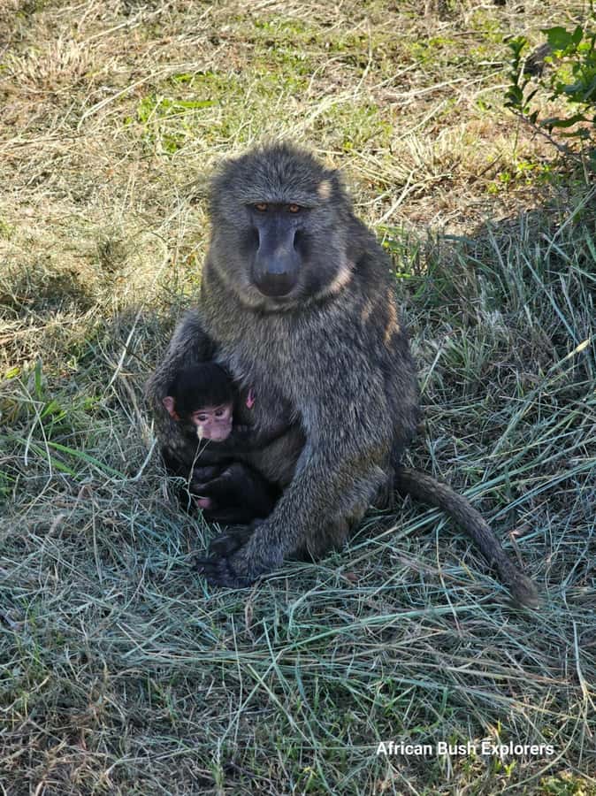 Nairobi: National Park Guided Game Drive For 5 Hours - A strong choice for birdwatchers