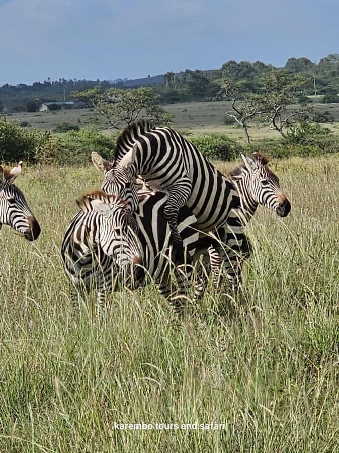 Nairobi: National Park Guided Game Drive For 5 Hours - Morning or afternoon: choosing your half-day