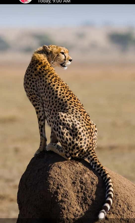Nairobi: National Park Guided Game Drive For 5 Hours - The price: affordable tour, expensive park fee